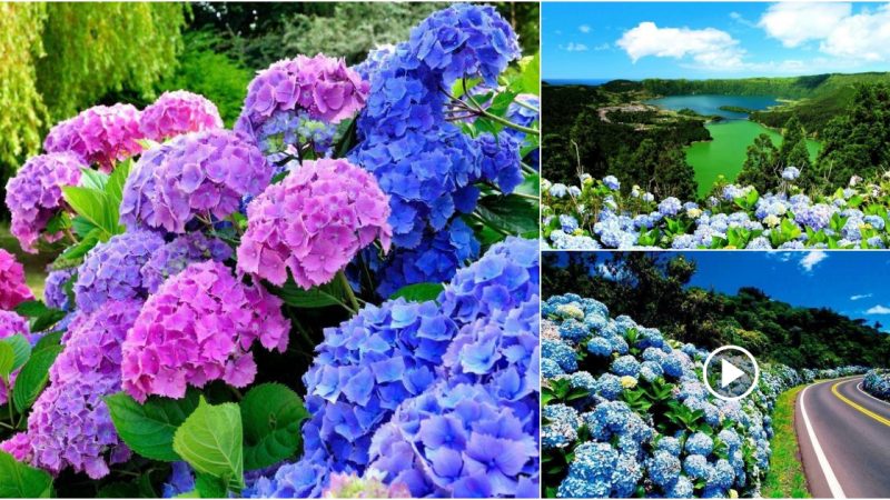 Explore the Allure of a Hydrangea-Lined Pathway.