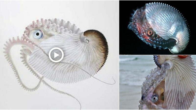 That slimy face belongs to a species of octopus known as an argonaut, or paper nautilus