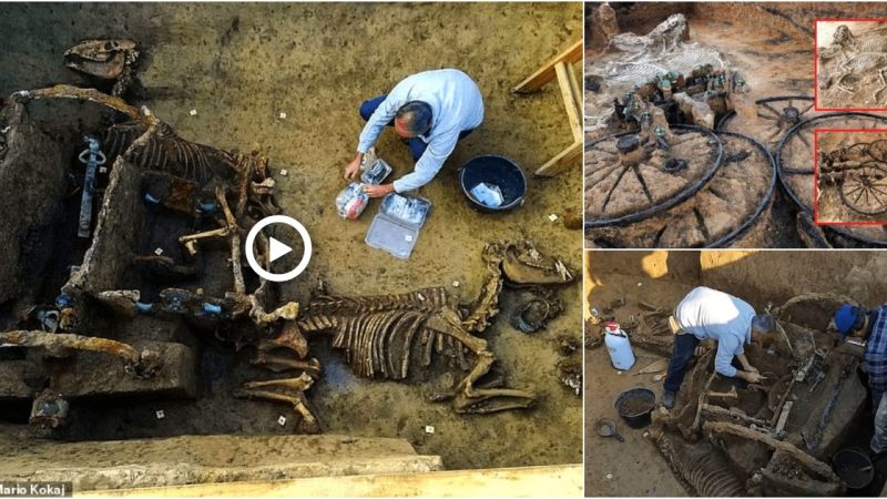 The very well-preserved fossil remnants of a Roman chariot were discovered in Croatia as part of a ‘rite for the rich family’ 1,700 years ago.