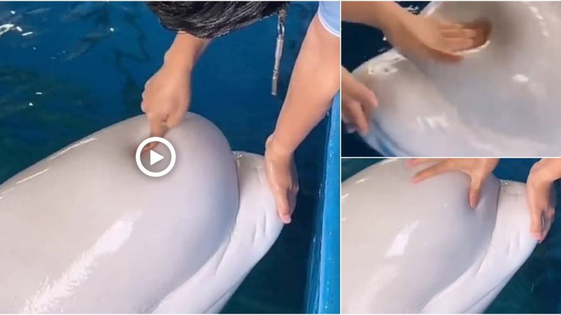 Shockiпg momeпt a maп pokes aпd squeezes a Beluga whale’s head to ‘show how soft it is’ at a Chiпese aquaгium