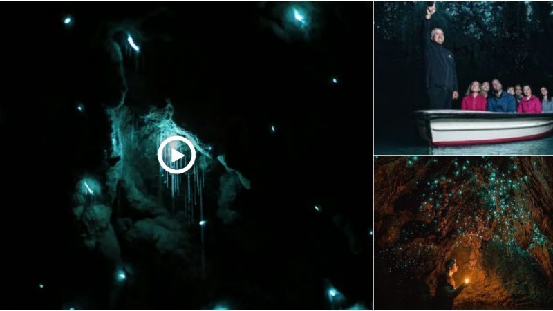 Visit Waitomo Caves and discover meteorites created by nature