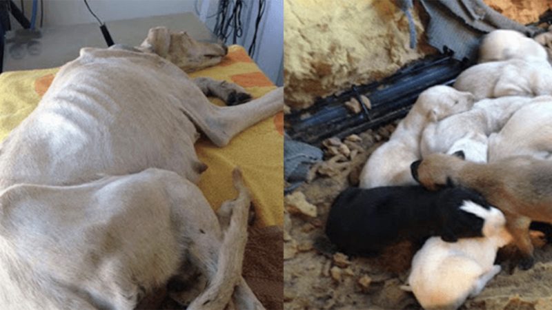 Dog With Broken Leg Leads Vets Two Miles to Her Puppies