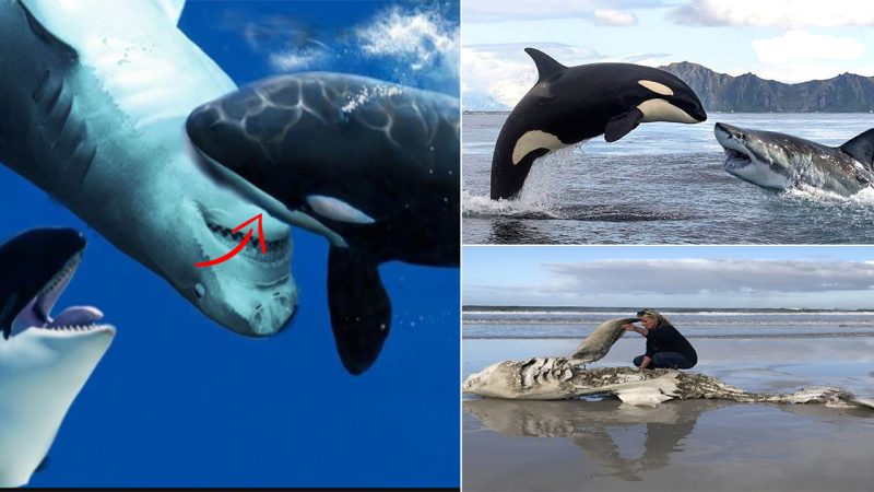 Killer whales take on great white sharks in a gory battle for the seas