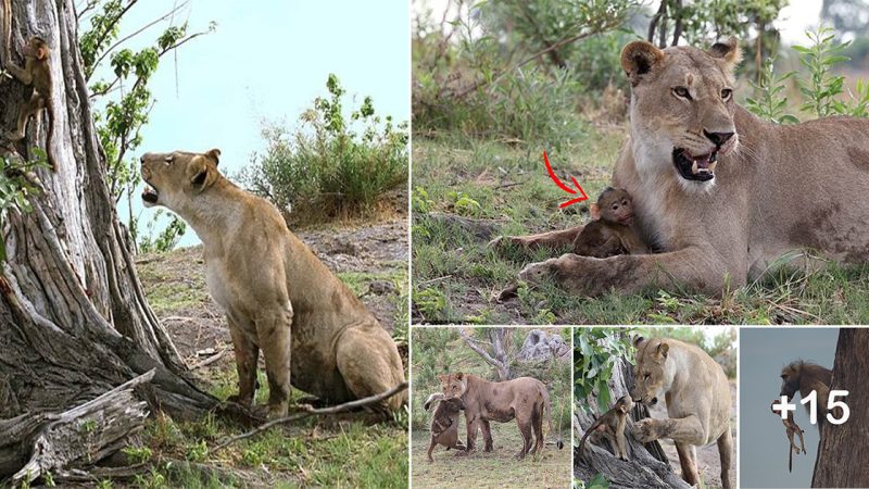 Incredible Moment Lioness Spares Baby Baboon After Killing His Mother and Gently Nuzzles It… Before the Tiny Creature is Plucked to Safety by His Brave Father