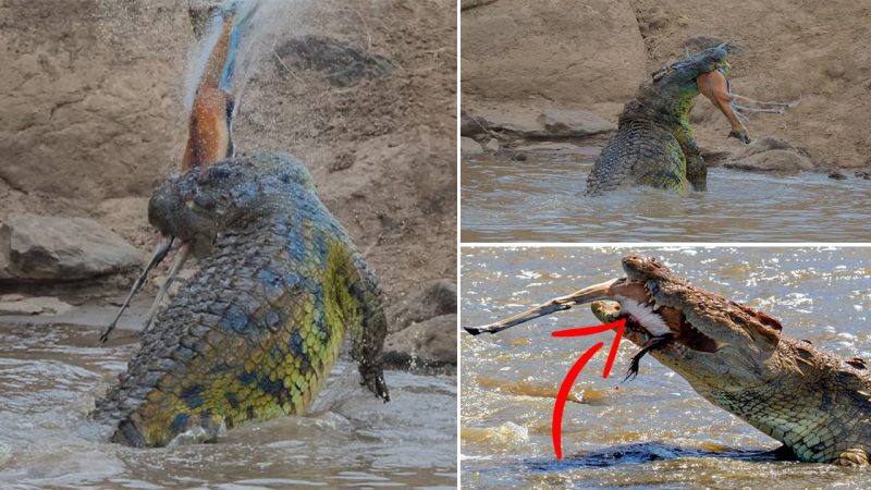 Giant 16ft crocodile sneaks up on gazelle before ripping it in HALF with its jaws in Kenya