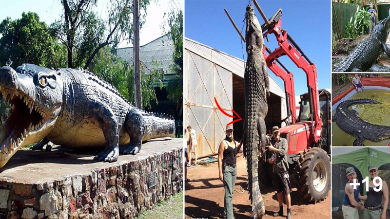 Is the world’s biggest ever crocodile stalking a Queensland township? Locals fear 9 METRE ‘dinosaur sized’ beast lurks in a nearby creek