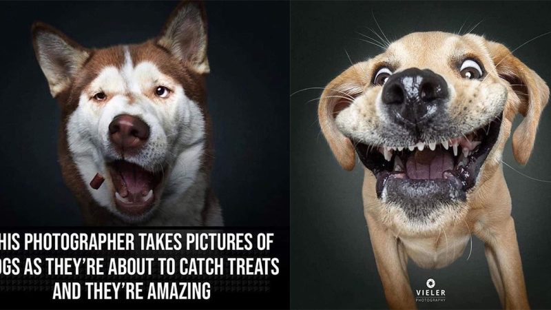 Capturing Canine Anticipation: The Incredible Work of Vieler Photographer