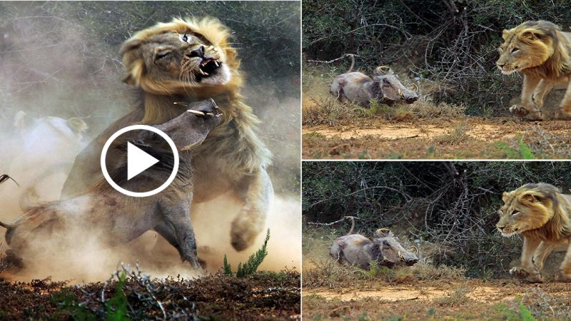 Amazing pictures show epic fight between lion and warthog