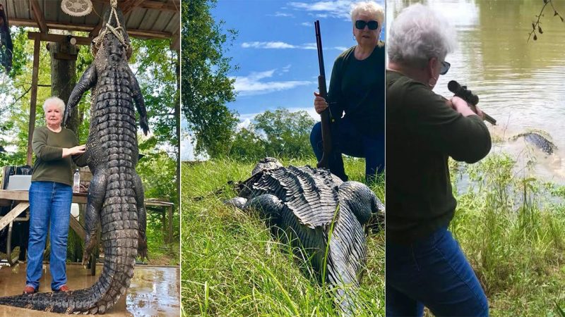 Close-up phase of defeating a giant 4m long crocodile with just one shot