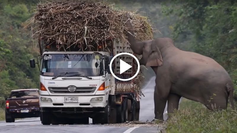 The Wild Elephants that Stop Trucks for Sugarcane: An Insight into the Intelligence and Adaptability of Elephants