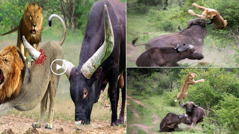 Buffalo rams the lion into the air to save you, does this effort pay off?