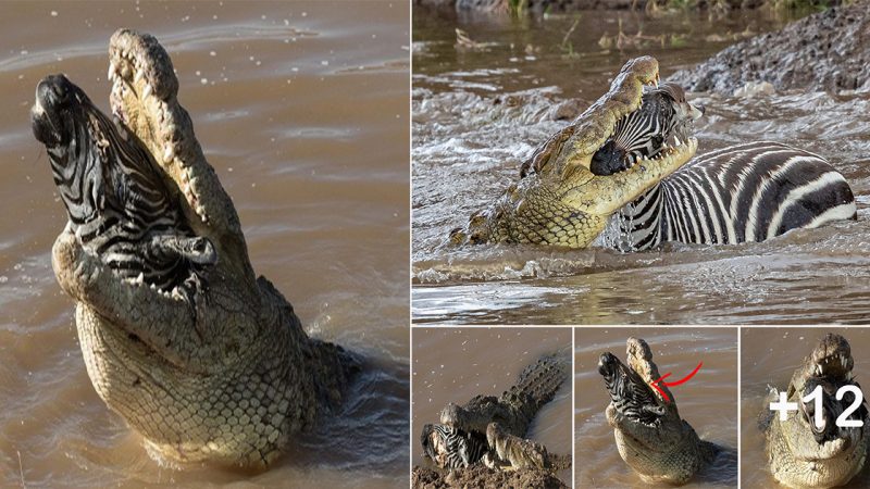 Giant crocodile struggles to swallow zebra’s head