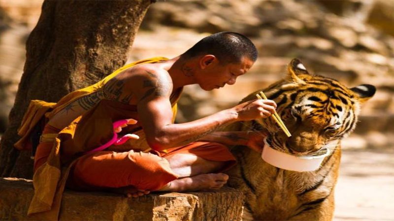 Friendly encounter of monk with tiger at Pha Luang Ta Bua (Temple of the Tigers), near Kanchanaburi, Thailand