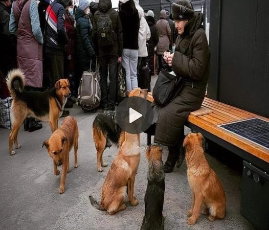 A Heartwarming Tale: Abandoned Dog Pack Finds Joy and Happiness through the Care of a 70-Year-Old Woman Amidst the Bustling City Streets