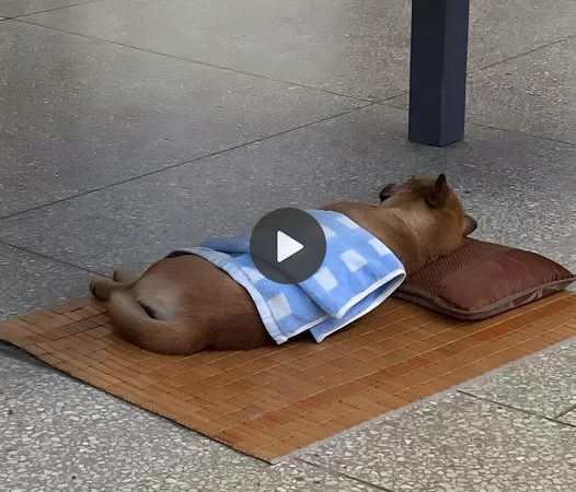 heartbreaking scene: a stray dog curled up in a cold, cold train station, hoping someone will love him and give him a warm shelter.