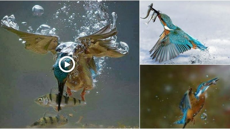 Kingfisher goes fishing. Uncensored Predator