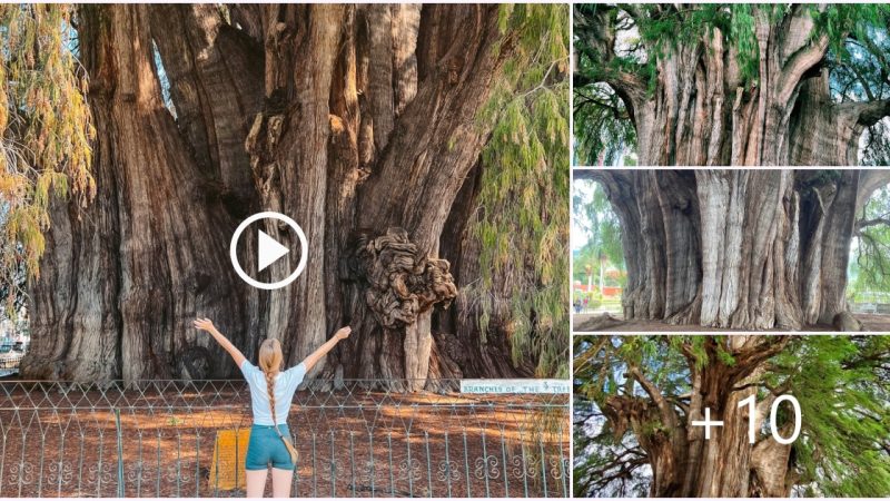 Preserving Traditions Over Time: Unveiling the Remarkable 2000-Year-Old Ancient Tree