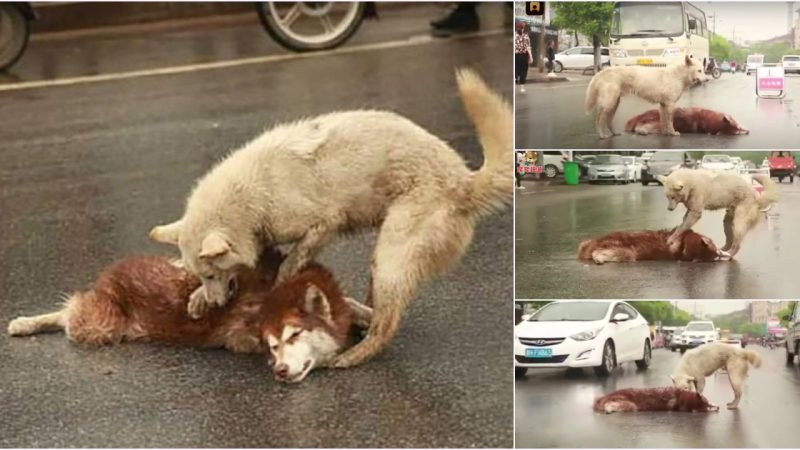 A Devoted Dog’s Heartbreaking Attempt to Revive His Beloved Companion on the Road Leaves Onlookers in Tears