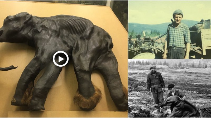 During the early morning of June in 1977, near the Frunze mine in the Susumansky district, an unexpected discovery was made. Anatoly Logachev, a bulldozer operator from the Znamya prospecting artel, came across the remains of a prehistoric infant buried deep within the permafrost. This remarkable find, known as the Kirgilyakh mammoth, emerged from the layers of soil.