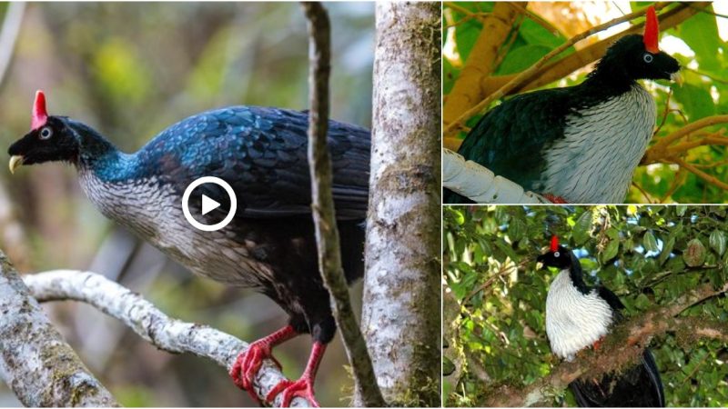 Horned Guan (Oreophasis derbianus) in Chiapas, Mexico by Daniel Garza Tobón. With only 600-1700 birds remaining in the wild (Mexico and Guatemala), this species is listed as Endangered.