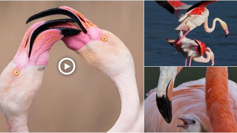 The constant tension of the courtship of GreaterFlamingos often results in such confrontations between individuals. It seems almost theatrical, with their crossed eyes, artistic pose, and stunning pink plumage!