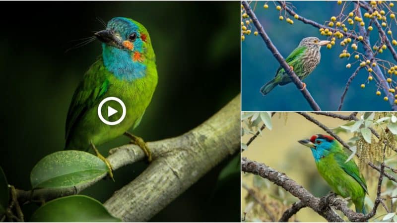 Did you know that barbets play a vital role in seed dispersal? While figs are their preferred fruits, they are also known to feed on other berries and wild fruits. Barbets regurgitate seeds and indigestible parts of the fruit, enabling forests to flourish and grow. India is home to nine barbet species. Here’s a quick rundown of these colourful frugivores.