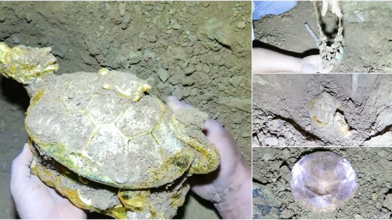 Discovered a giant golden turtle Ьurіed in a cave for thousands of years