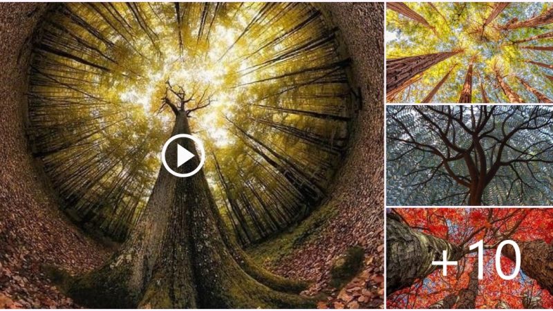 Beautiful Trees from a Different Perspective