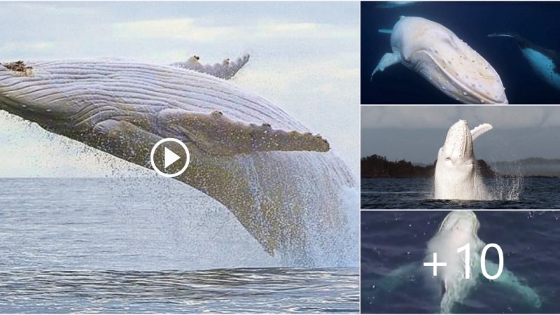 Discover the Enigmatic Beauty: The Only Pure White Humpback Whale in the World