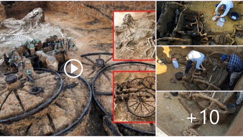 The extremely well-preserved fossil remains of a Roman chariot were buried with two horses 1,700 years ago as part of a ‘rite for the rich family’ unearthed in Croatia