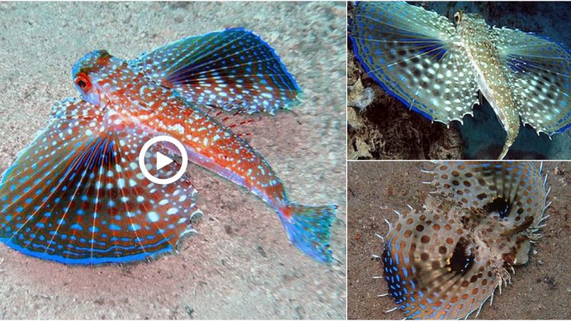 Gurnards are also called Sea Robins