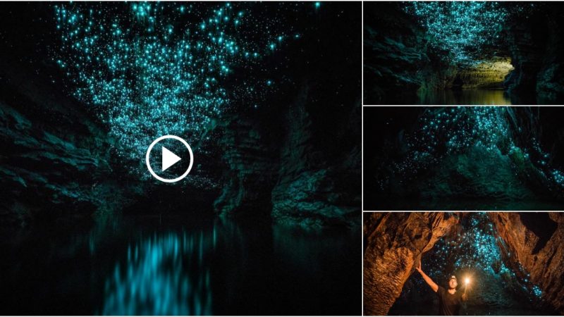 Glowing worms turn New Zealand caves into a beautiful starry night.