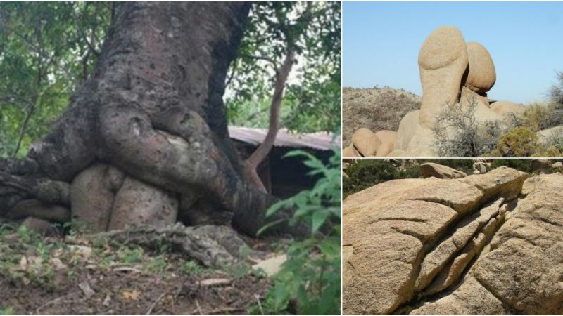 Discoνering the Natural Wonders: A Collection of Unique Landscapes and Trees.