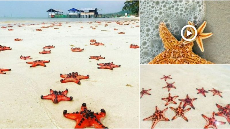 Rich colors of starfish in Phu Quoc