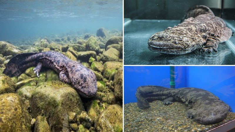 The Chinese giant salamander is the largest amphibian in the world and can grow to nearly 2 meters long and weigh 60 kg