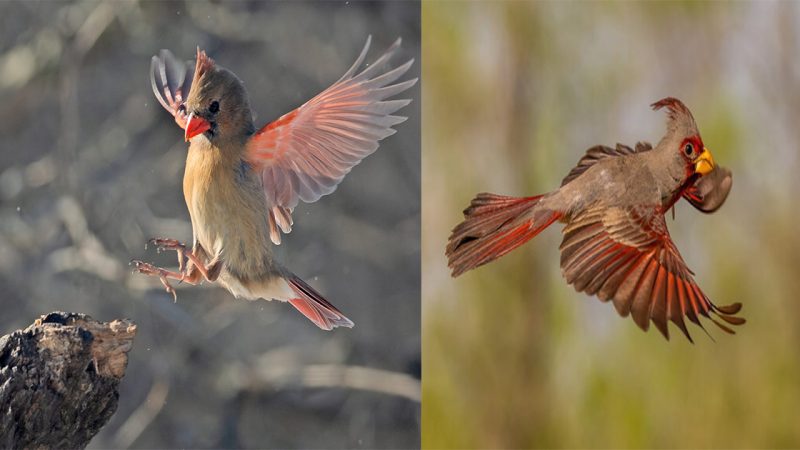 Experience the stunning Pyrrhuloxia thriving in the rugged desert