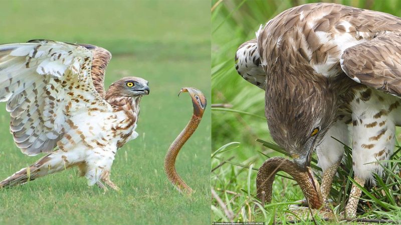 Sssssupper time! Incredible pictures show an eagle face off with a venomous cobra before catching it, tearing it in half and swallowing it in India