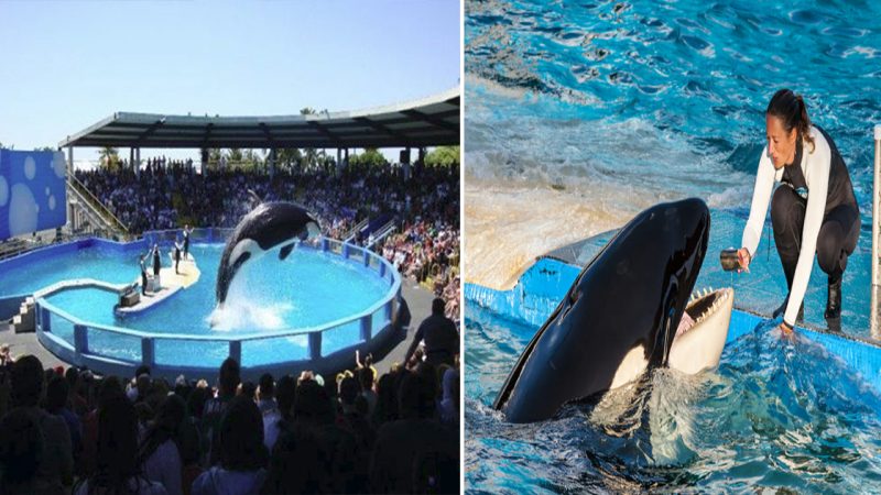 Lolita the orca has been in captivity for 52 years. Now she may be returning to the ocean