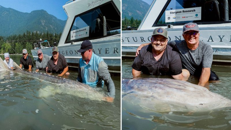 110-Year-Old White Sturgeon Unveiled as the Largest Fish Caught in the Fraser River