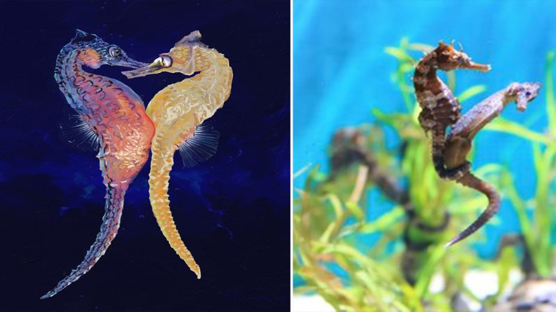 Seahorse intercourse scene under the sea