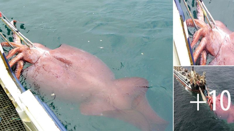 Ocean’s Precious Gift: Fisherman’s Joyful Triumph as He Catches 750-Pound Giant Squid in Australian Waters (Video)