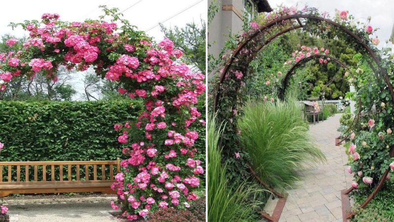 Rose arches and other Flower supports are visual highlights in the garden