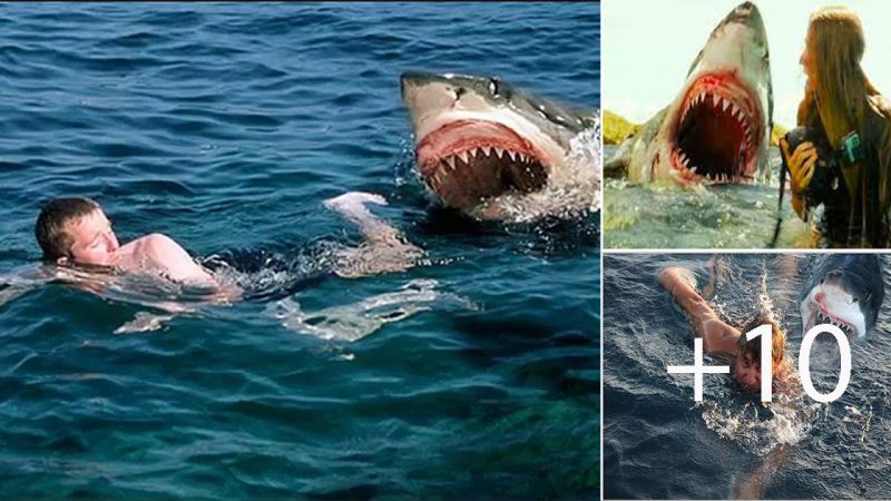 Menacing Great White Shark Terrorizes Fishermen in Local Waters