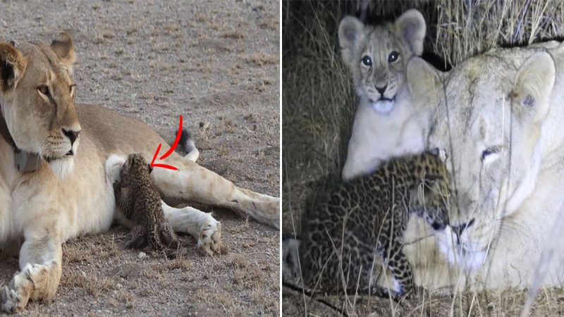 Mother Lioness Adopts Sick Baby Leopard and Treats It as Her Own