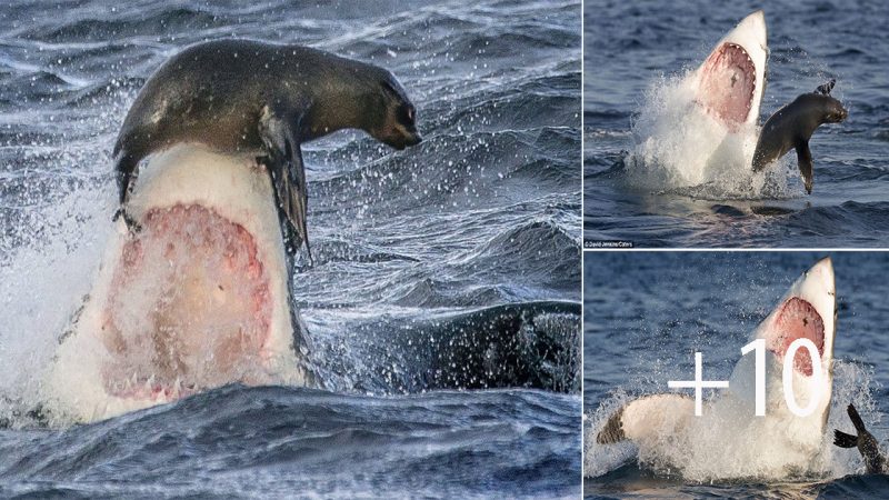 Inches from death, seal manages to escape Great White shark after balancing on the beast’s NOSE.