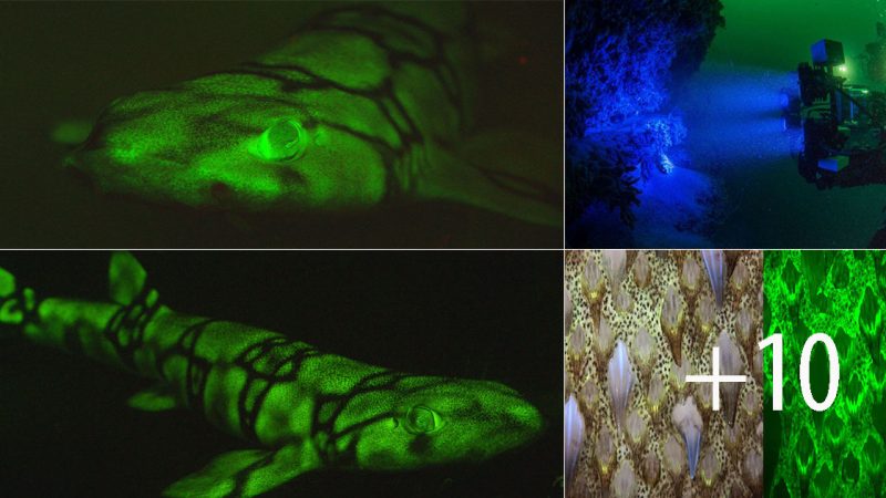 Bioluminescent Sharks: Illuminating the Depths of Predatory Tactics