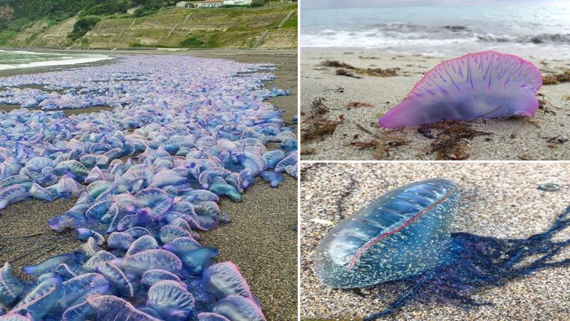 An Unusual Sight: A Beach Full of Portuguese Man-o’-Wars in the Azores