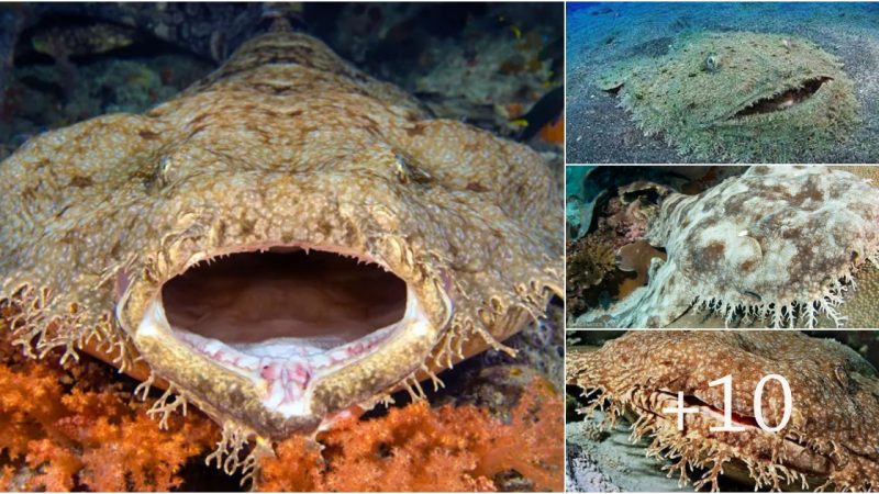 Oceanic Wonder: Beware the Carpeted Seafloor – The Shark You Mustn’t Tread Upon