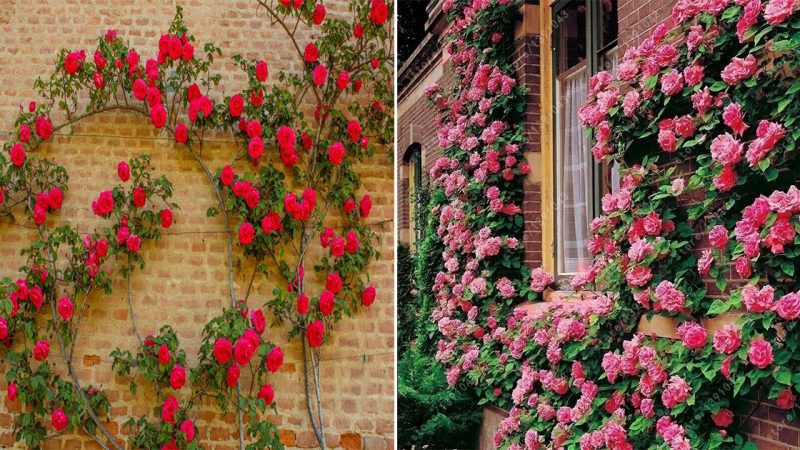 “More than 15 climbing rose ideas to make your home more beautiful.”