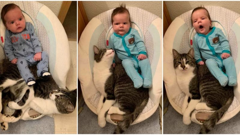 Confused Cat Mistakes Baby Bouncer as His Own and Can’t Understand Why the Baby Keeps Trying to Use It